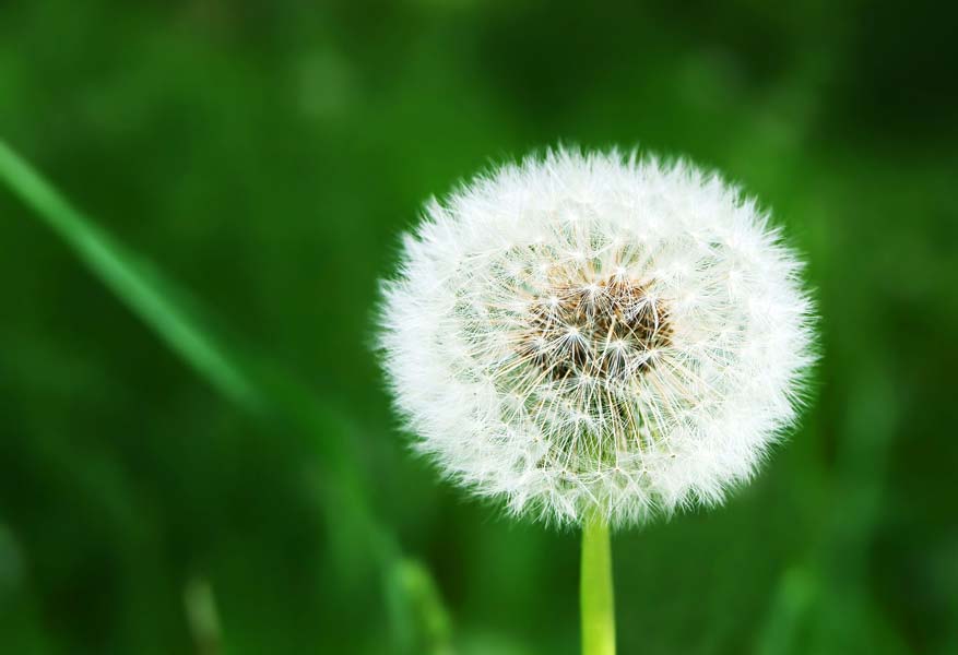 outdoor dandelion representing how your air conditioner can help with allergies.