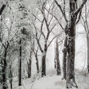 Winter Trees